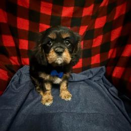 Beethoven - Black and tan male Cavalier King Charles Spaniel puppy in Broken Arrow, Oklahoma from Cavalier King Charles Heartland