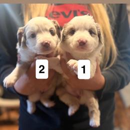RMF-2 - Blue merle female Miniature Australian Shepherd puppy in Chino Valley, Arizona from Perkins Mini/Toy Aussies