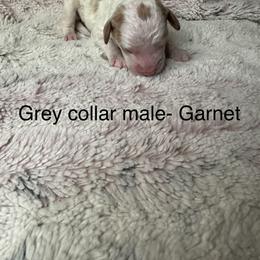Goldendoodle Puppies from Gracious Doodle Dogs