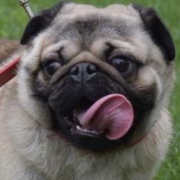 French Bulldogs and Pugs from Lyons Pride Pups