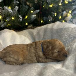 Blitzen (Blue Collar) - Red male Cavapoo puppy in Austin, Texas from Lucy Lou’s Cavapoos