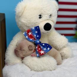 Brown - Cream male French Bulldog puppy in Wagoner, Oklahoma from Frenchie Frys