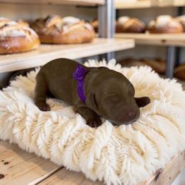 Toffee - Chocolate female Goldendoodle puppy in Culpeper, Virginia from Beechwood Goldendoodles (VA)