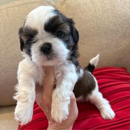 AKC Pickles - Champion Bloodline - Tricolor male Shih Tzu puppy in Long Beach, California from Prieto Shih-Tzu's