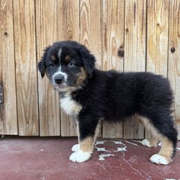 Boy 4 - Black tri-color male Australian Shepherd puppy in Chino, California from RanchLand Aussies HC