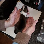 Icelandic Sheepdog Puppies from Hrafnkel Icelandics