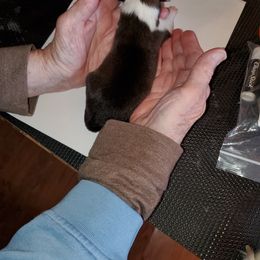 Icelandic Sheepdog Puppies from Hrafnkel Icelandics