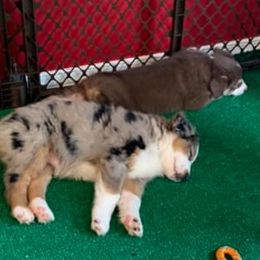 Miniature Australian Shepherds from Morgan Hill Aussies