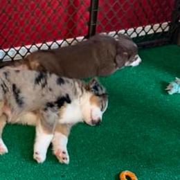 Miniature Australian Shepherds from Morgan Hill Aussies
