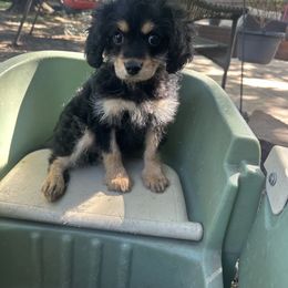 Blackberry - Black and tan female Cavapoo puppy in Austin, Texas from Doodles of Central Texas