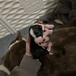 Border Collie Puppies from Apex Border Collies