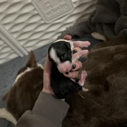 Border Collie Puppies from Apex Border Collies