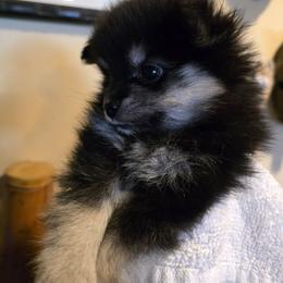 Beau - Black and tan male Pomeranian puppy in San Diego, California from Socalpoms