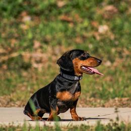 Hennessy - Dachshund