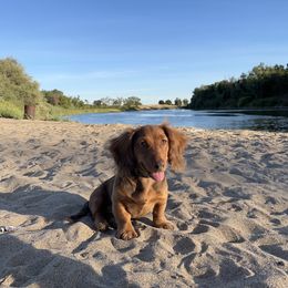 Dachshund Puppies from Ella's Mini Long Haired Dachshunds