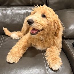 Storm - Apricot female Goldendoodle puppy in Lufkin, Texas from Maggnificent Doodles