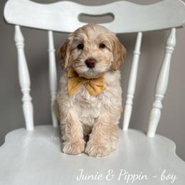 Australian Labradoodle Puppies from Rutu Australian Labradoodles