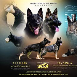 Amica - German Shepherd