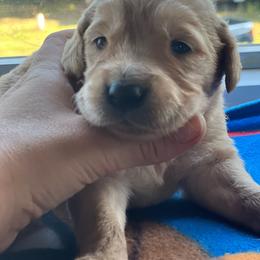 Girl 3 - Golden female Golden Retriever puppy in Princeton, Minnesota from North Country Goldens