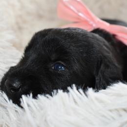 Olympia (pink) - Black female Giant Schnauzer puppy in Harrisville, Utah from Diamond in the Ruff