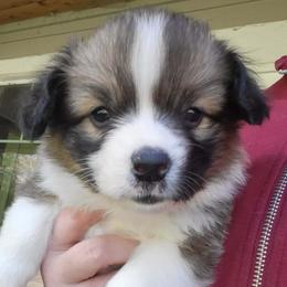 Girl 1 - Red female Pembroke Welsh Corgi puppy in Roy, Washington from Brighton Creek Welsh Corgis