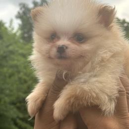 Freddy - Cream parti male Pomeranian puppy in Kansas City, Missouri from S&K Pomeranians