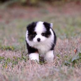 Cassius - Black tri male Toy Australian Shepherd puppy in Georgetown, Texas from Minikin Manor