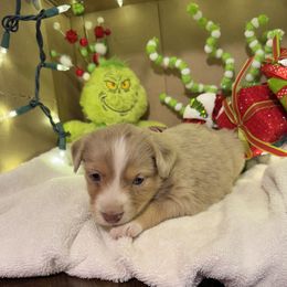 Clarice - Red merle female Miniature Australian Shepherd puppy in Corbin, Kentucky from Lightning K Kanine’s