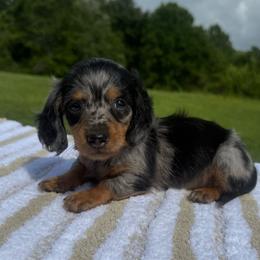 Tiny - Dapple male Dachshund puppy in Defuniak Springs, Florida from Anastasia Knight's Cocker Spaniels