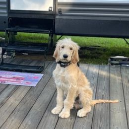 Goldendoodles from Hardscrabble Hills Doodles