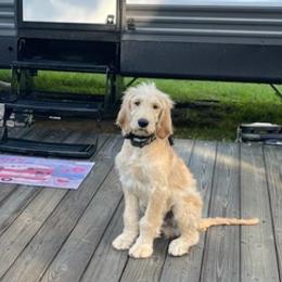 Goldendoodles from Hardscrabble Hills Doodles
