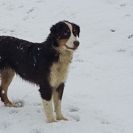 Australian Shepherd All Grown Up from Lone Tree Aussies