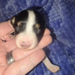 BLOSSOM - White black and tan female Papillon puppy in Hollister, Missouri from Swan Creek Kennel