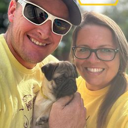 Pug Puppies from Cameo's Pugs