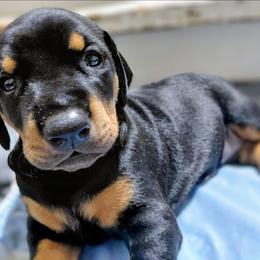 Dove - Black and rust female Doberman Pinscher puppy in Houston, Texas from Tycho's Dobermans