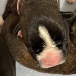 Girl 1 - Boxer puppy in Bethel Park, Pennsylvania from Goodfella Boxers