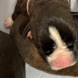 Girl 1 - Boxer puppy in Bethel Park, Pennsylvania from Goodfella Boxers
