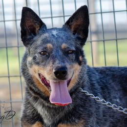 Jenna - Blue speckled female Australian Cattle Dog puppy in Fairview, Oklahoma from Flying D Kennels