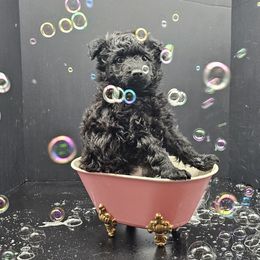 Beast-X-Men Litter-Green Collar NBT - Black Mudi puppy in Wills Point, Texas from Marvelous Mudis