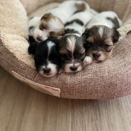 Havanese puppies from Torres Havanese