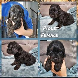 Piglet - Black and tan female Cockapoo puppy in Zanesville, Ohio from Oodles of Doodles & Poos