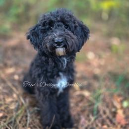 Elara - Black tri-color female Aussiedoodle puppy in Centreville, Mississippi from Trin's Designer Doodles