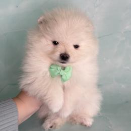Green Collar Male - Cream male Pomeranian puppy in Lehi, Utah from Candy Shop Poms