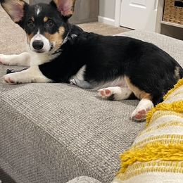 Pembroke Welsh Corgi Puppies from Clearsky Corgis