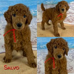 Salvo - Red  male Poodle puppy in Swansboro, North Carolina from Monarch Standard Poodles