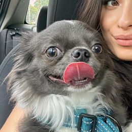 Bluey - Chihuahua