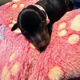 Miniature Pinscher Puppies from Bridget GreenBoddy