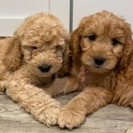 Goldendoodles from Doodles and Co