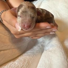 Dreamfyre - Red merle female Australian Shepherd puppy in Kokomo, Indiana from North Central Aussies