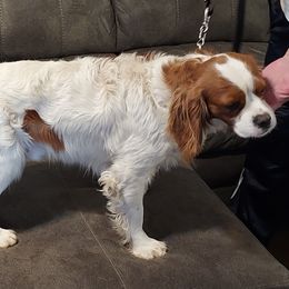 Assorted Doodle Crosses and Cavalier King Charles Spaniels from Parker's Pups